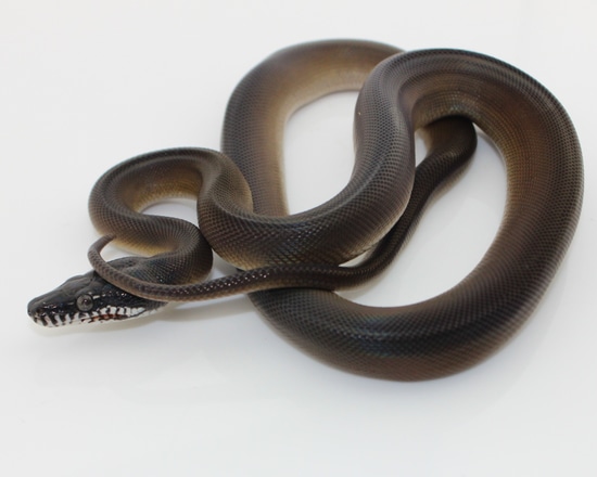 CBB Gold White-Lipped Pythons by Rogue-Reptiles