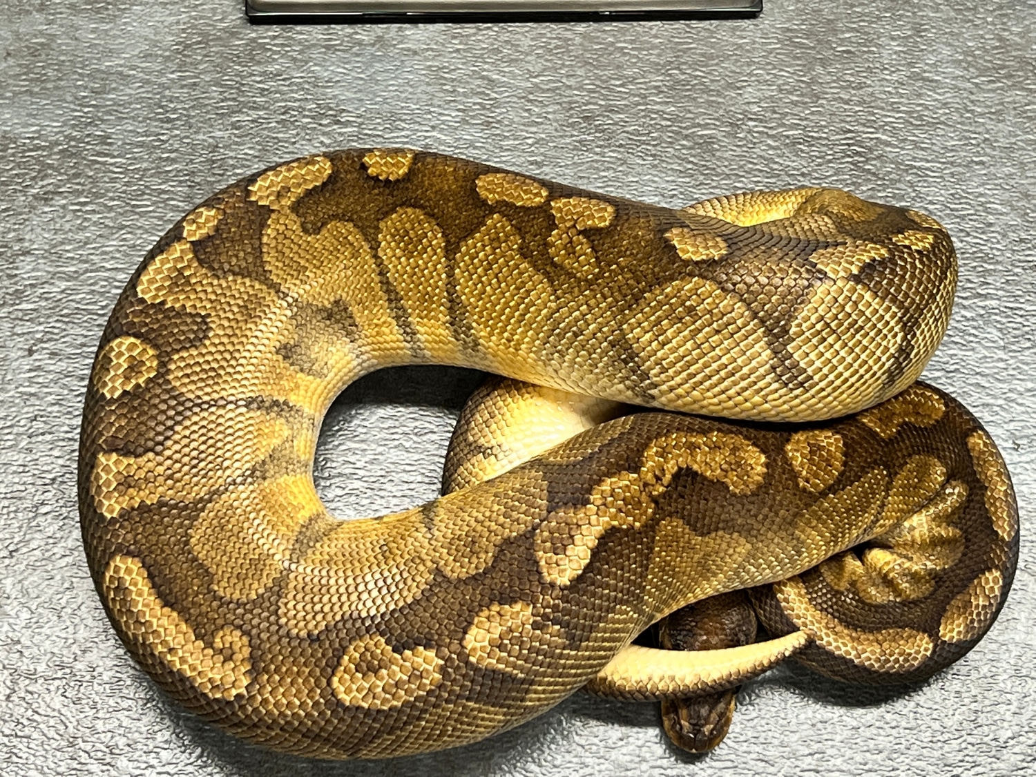 Dbl Het Sunset & Clown Ball Python by Cornerstone Ball Pythons ...