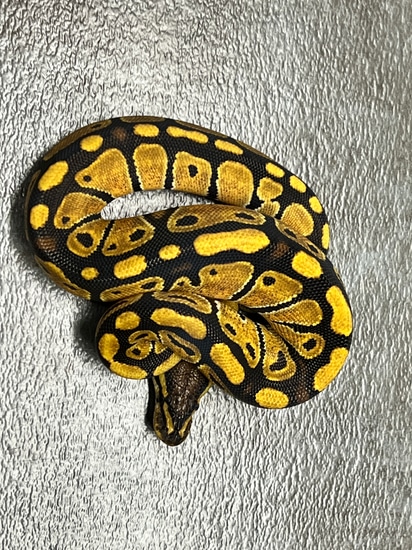 Dbl Het Sunset Het Clown Ball Python by Cornerstone Ball Pythons