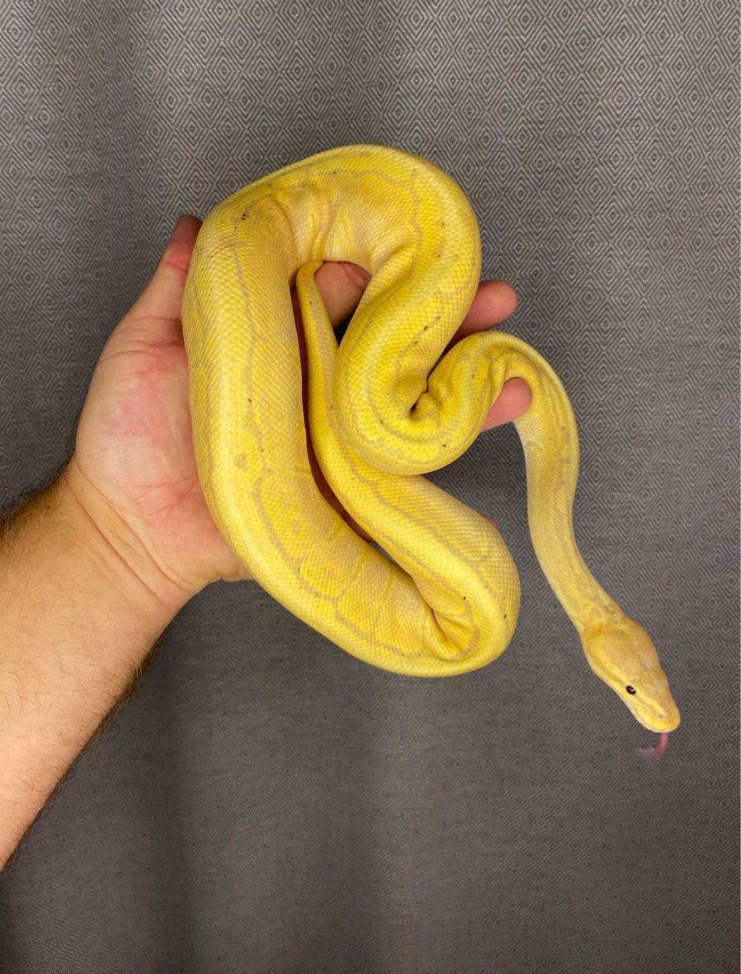 Banana Lemon Blast Ball Python by R&P Pythons MorphMarket
