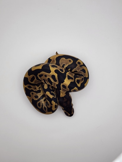 Leopard Yellowbelly Ball Python by Smiling Pitbull Reptiles