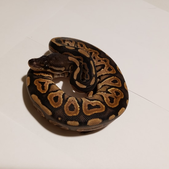 Cinnamon Ball Python by Beyond Borders Reptiles