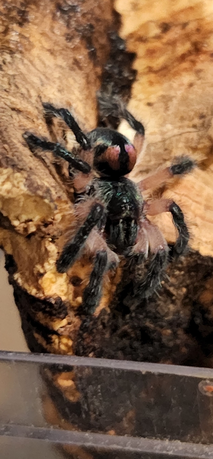 T Seledonia Brazilian Jewel Spider Tarantula by Chondroking MorphMarket