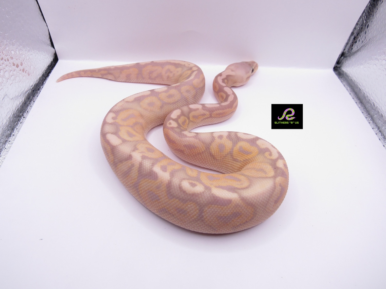 Banana Cinnamon Pastel 100 Het Albino Ball Python by Slithers "R " us