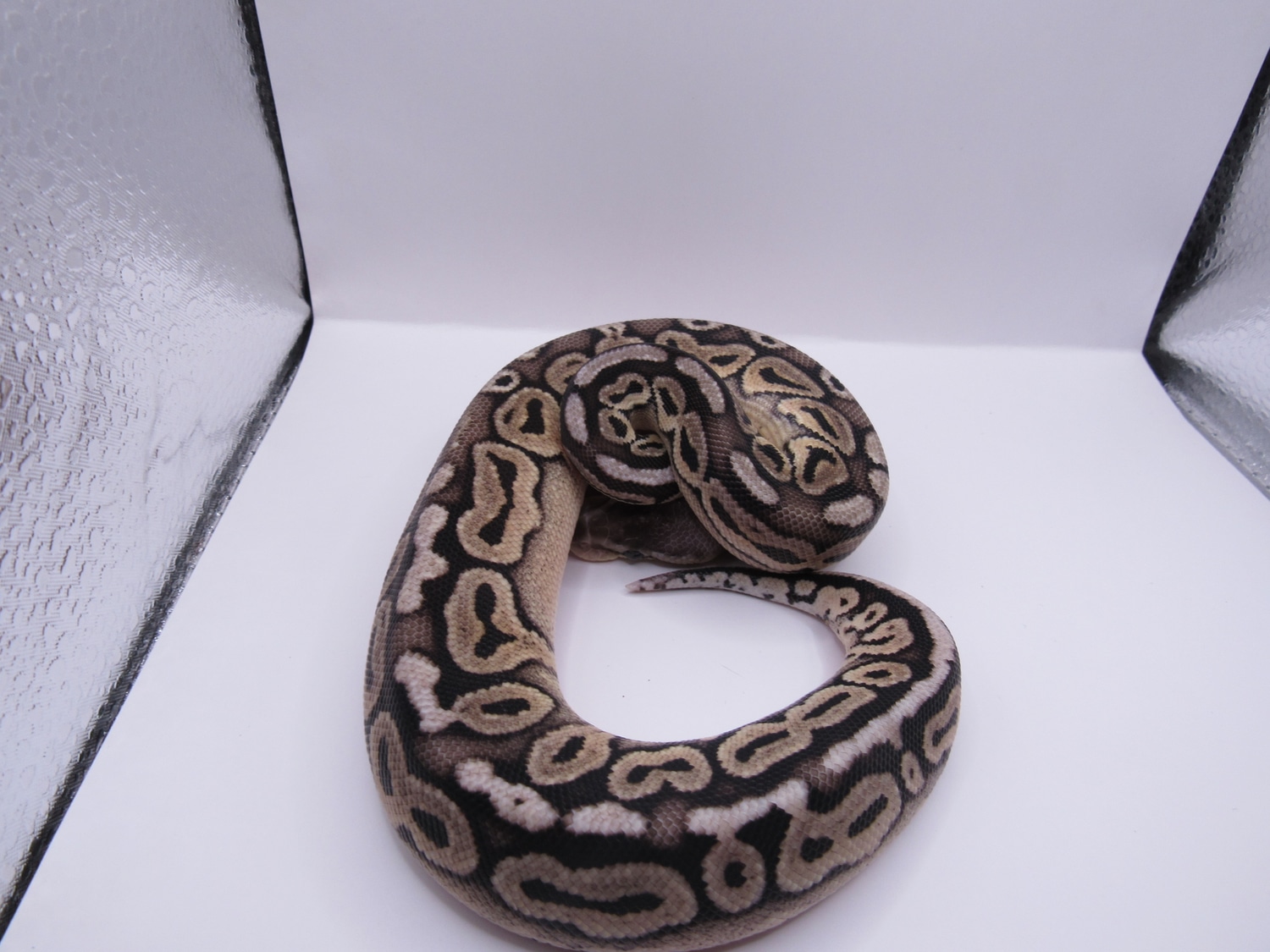 Cinnamon Pastel Ball Python by Slithers