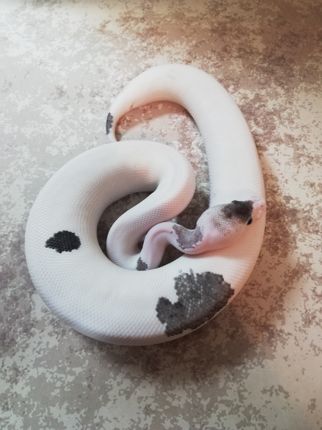8Ball Matter Pos. Lesser, Pastel, Granite Ball Python by RR Ballpythons ...