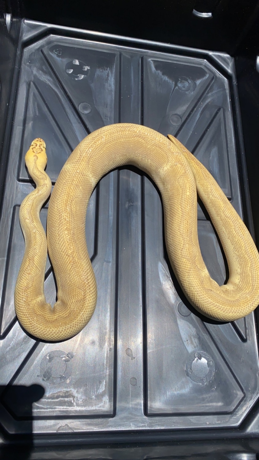Pastel Enchi Lesser Clown Ball Python by Rooeys.Reptiles MorphMarket