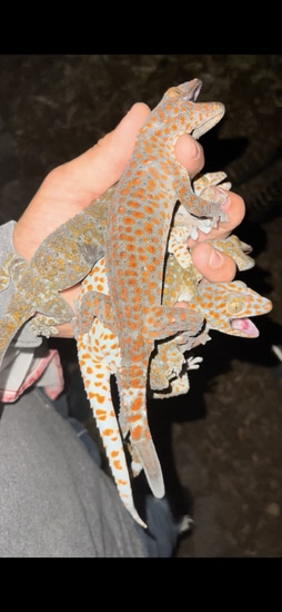 WC Florida Tokays Tokay Gecko by Rooeys.Reptiles