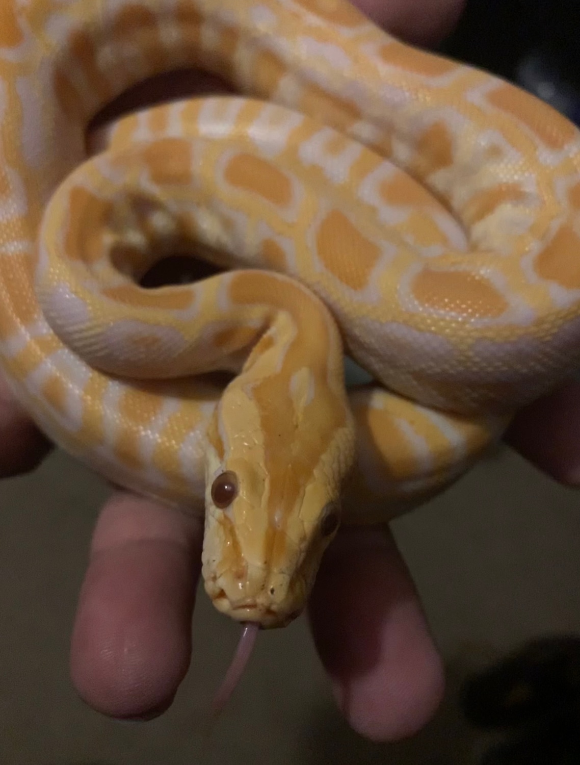 Albino Het Labyrinth Burmese Python by RookiesRoyalBalls - MorphMarket