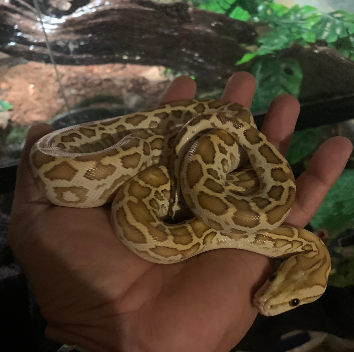 Baby Female Hypo Het Labyrinth Burmese Python by RookiesRoyalBalls ...