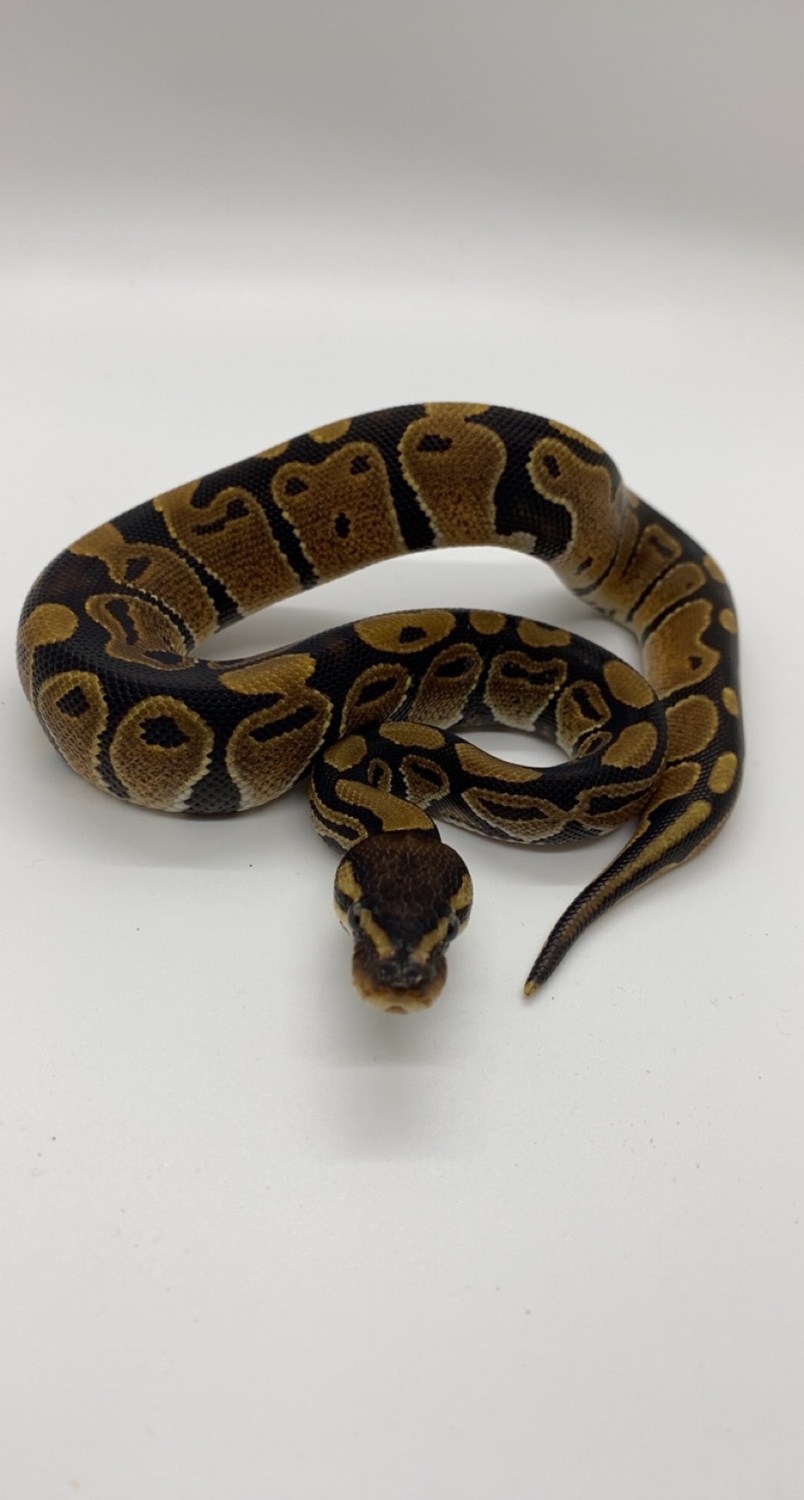 Normal Ball Python by Serenitys Exotics - MorphMarket