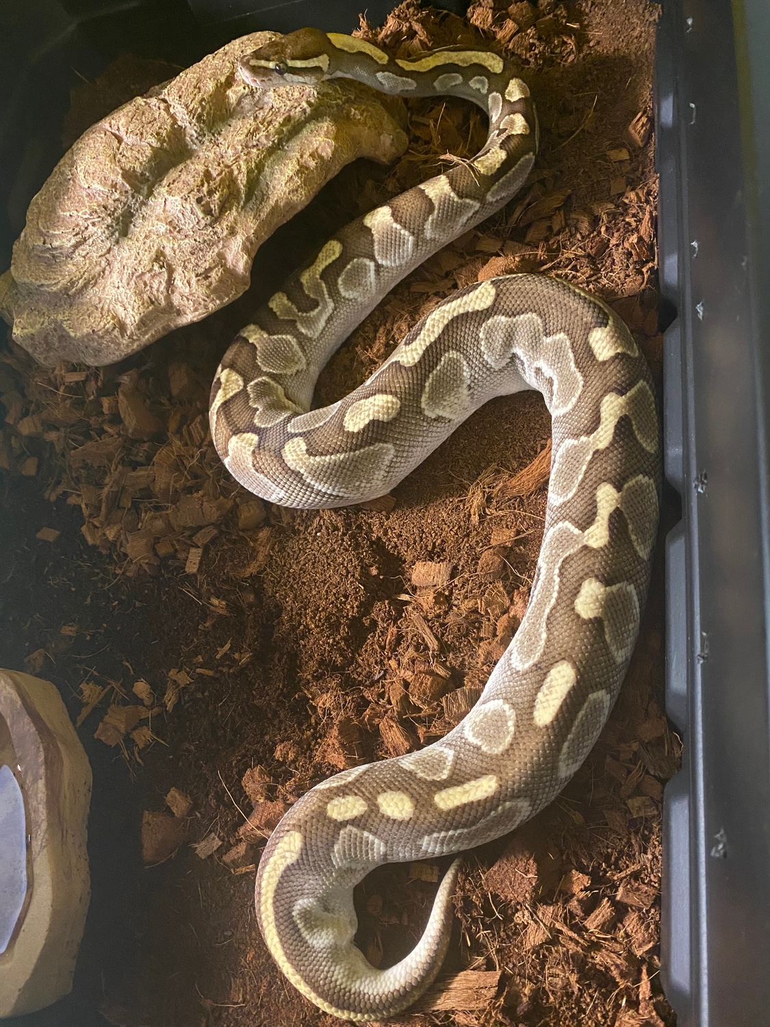 Lesser Ball Python by Rootball Exotics MorphMarket