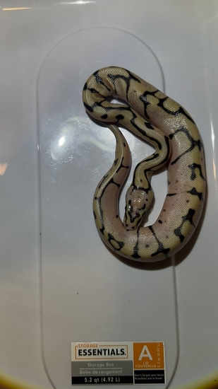Killer Bee Chocolate Lesser Hypo 50% Het Desert Ghost 50% Het Piebald ...