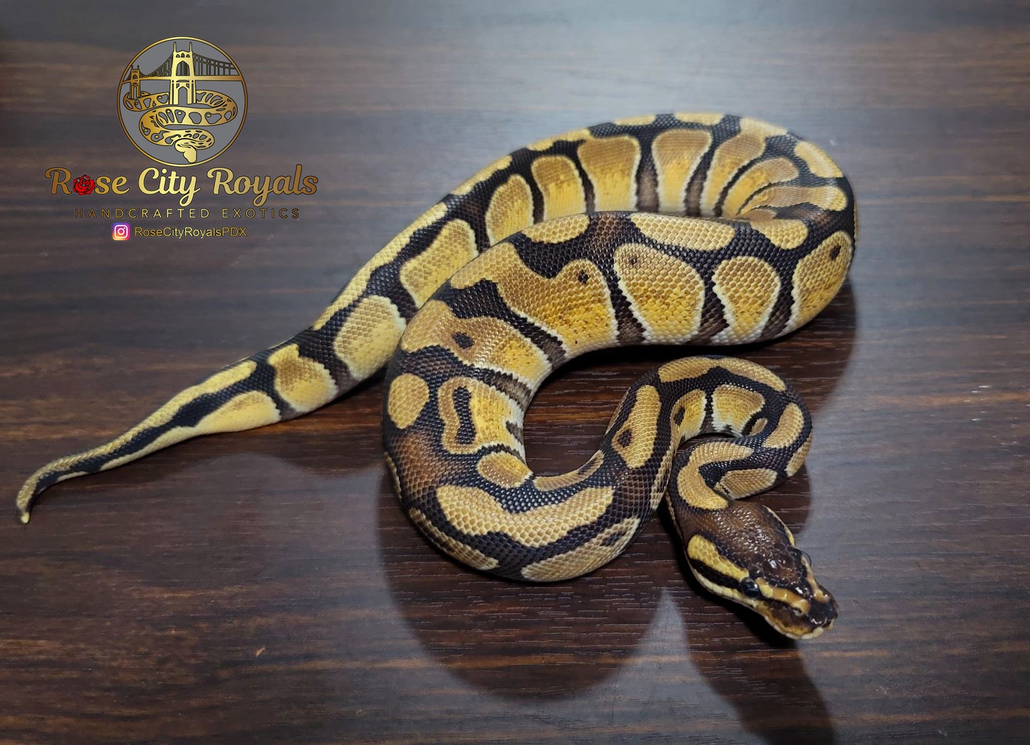 Pastel Enchi 100 Het Clown Ball Python by Rose City Royals LLC MorphMarket