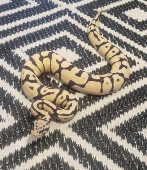Pastel Spotnose Od Dg Ball Python by Rose Serpents