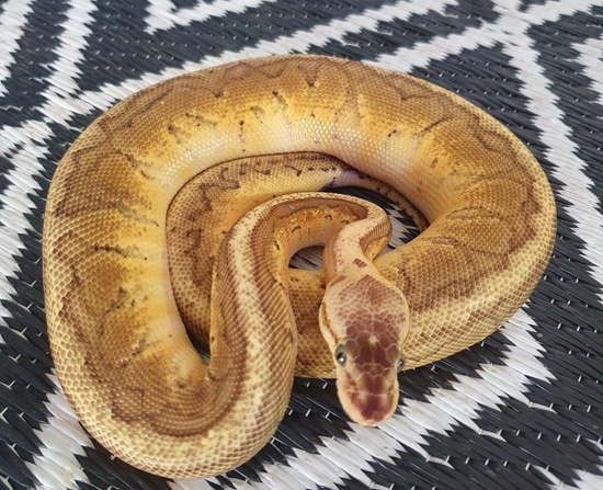 Fire Redstripe Pinstripe Ball Python by Rose Serpents