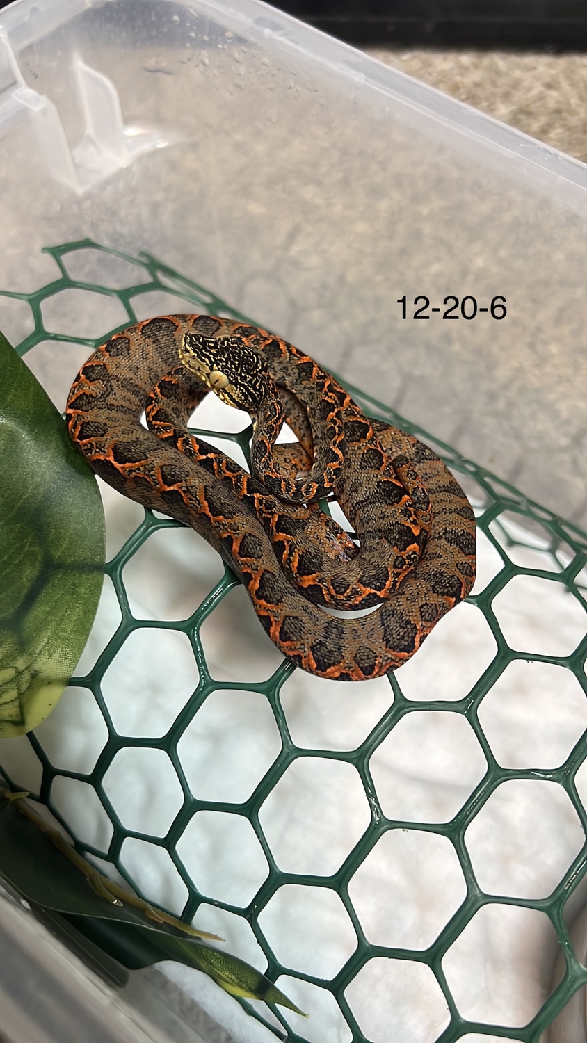 USCBB Halloween/Garden Amazon Tree Boa by Rosey_Reptiles - MorphMarket