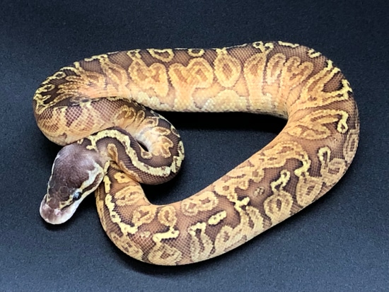 Pastel Sunset Ball Python by R Mckee Reptiles