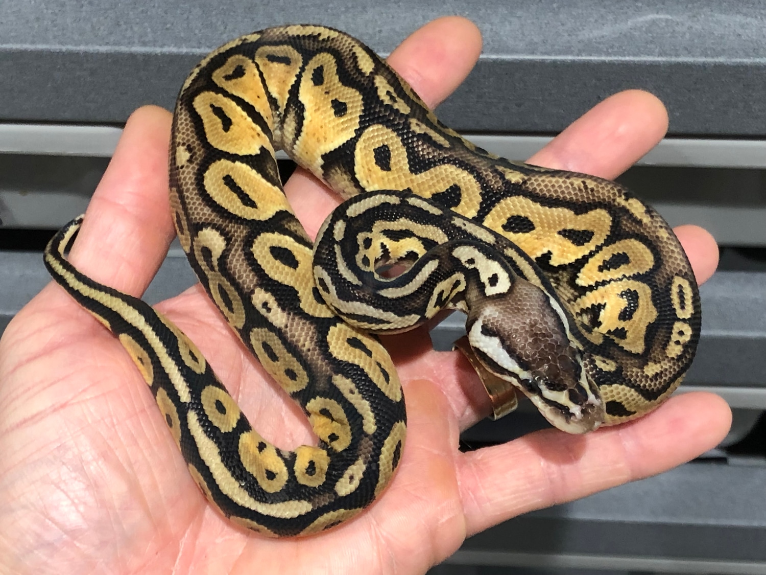 Pastel Het Red Axanthic 100% Het Sunset Ball Python by R Mckee Reptiles ...