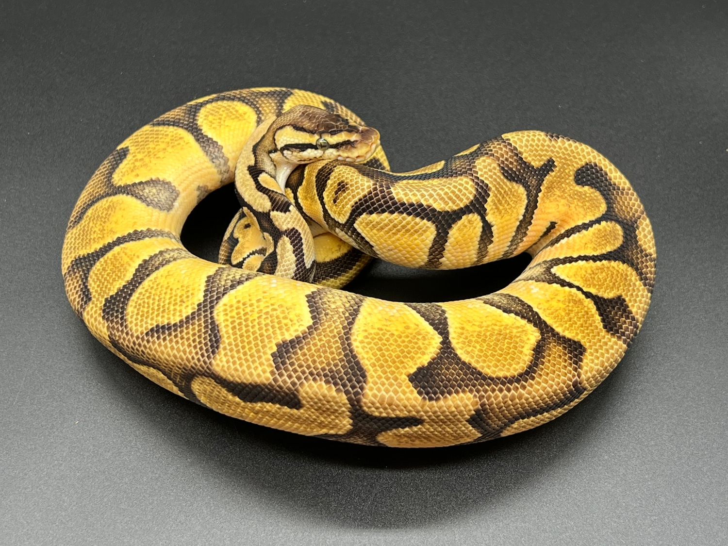 Pastel Enchi 100% Het Sunset Ball Python by R Mckee Reptiles - MorphMarket