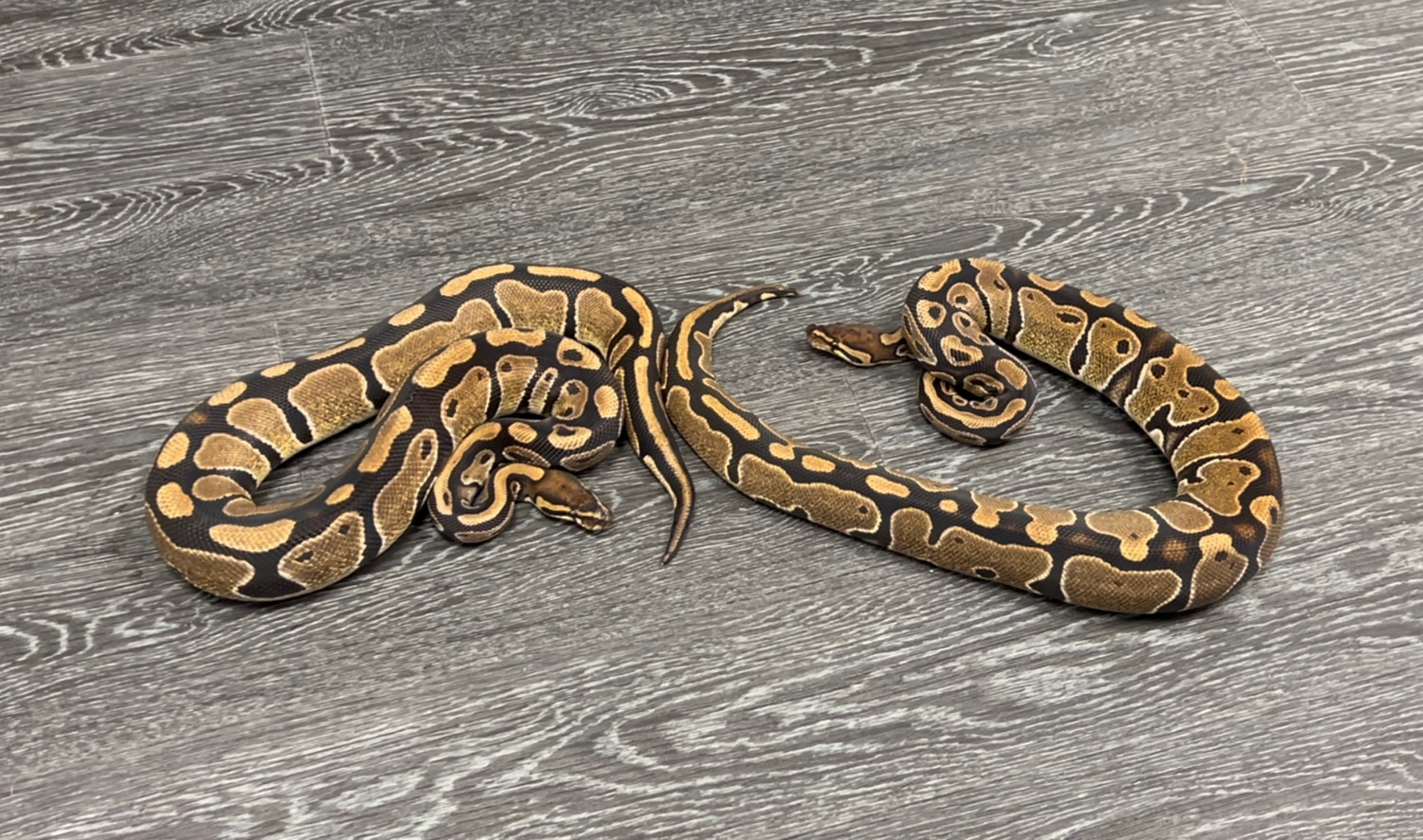 PAIR Triple Het Sunset Albino Pied Ball Python by R Mckee Reptiles ...
