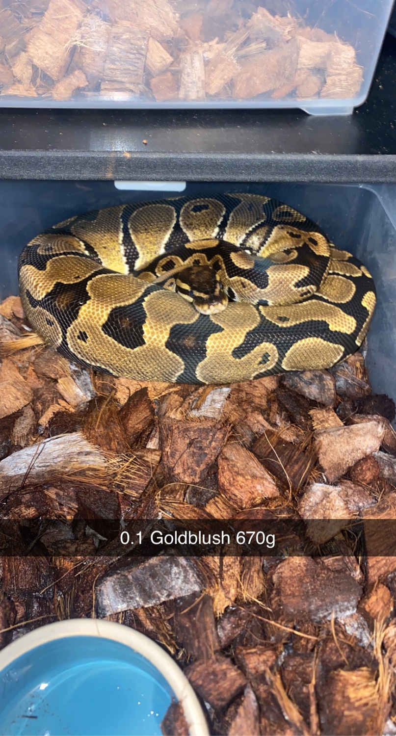 Gold Blush Ball Python by Fuzzy Balls Reptiles MorphMarket