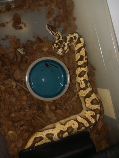 Enchi Inferno Ball Python by First State Pythons