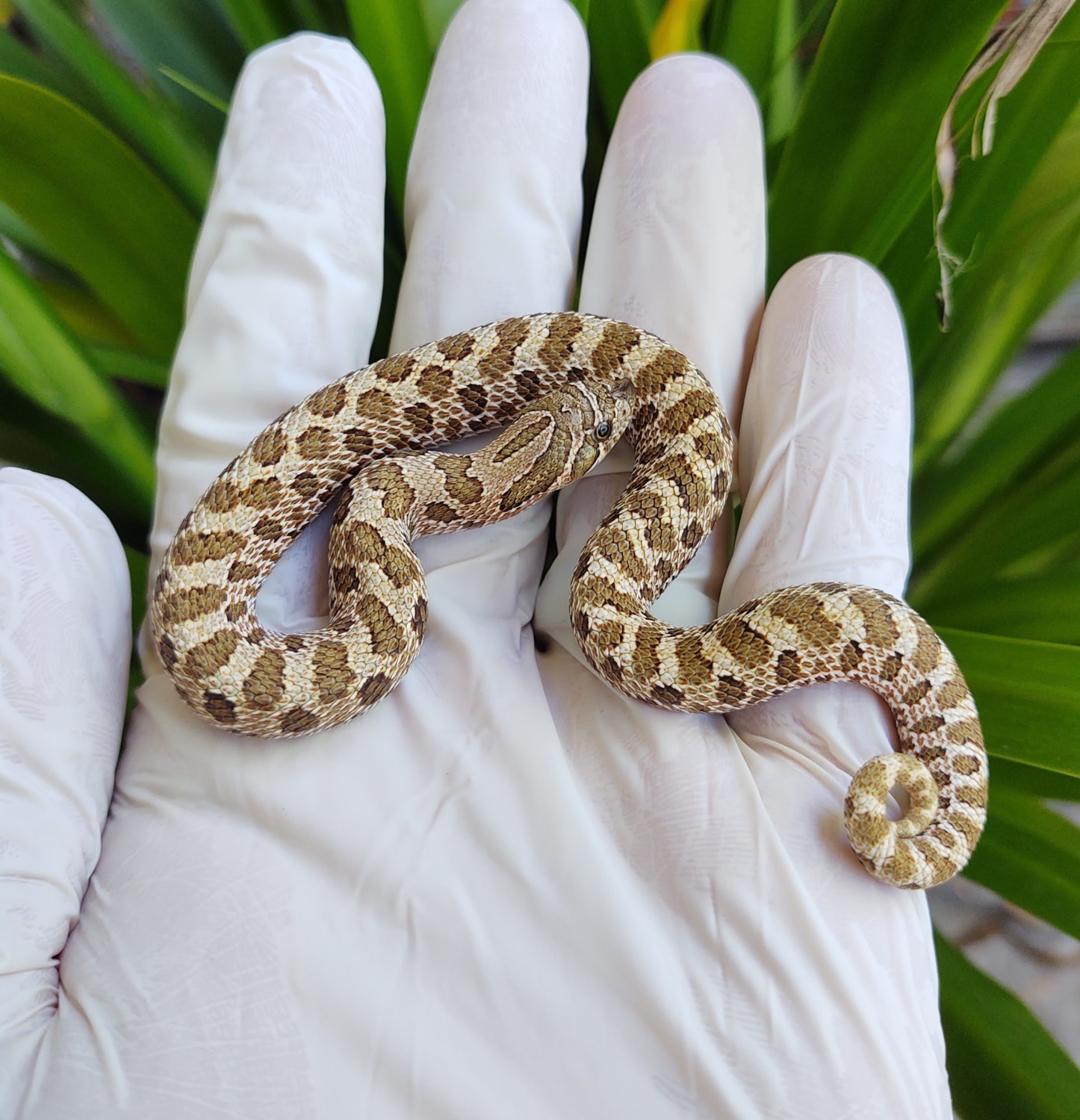 Het Lavender HOLDBACK RELEASE Western Hognose by ROC Reptiles