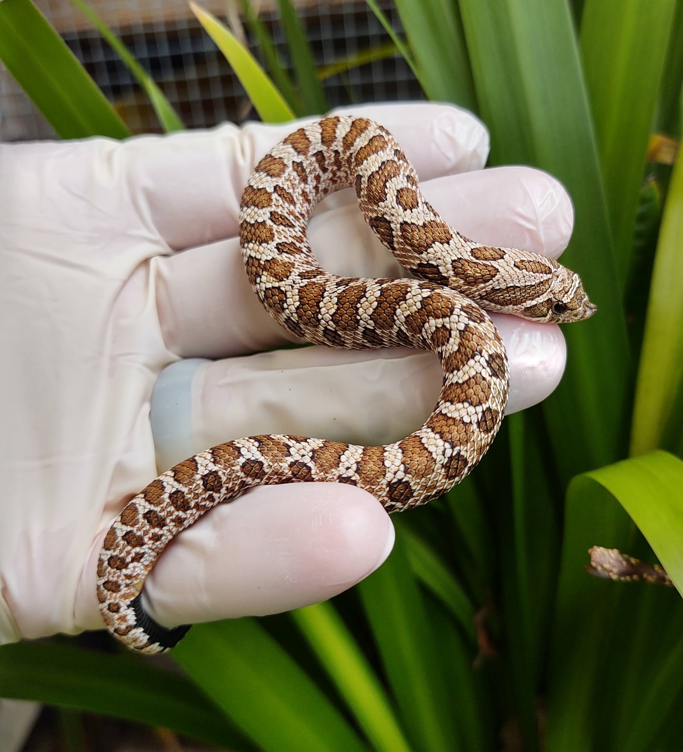 Het Lavender 50 Albino Western Hognose by ROC Reptiles MorphMarket