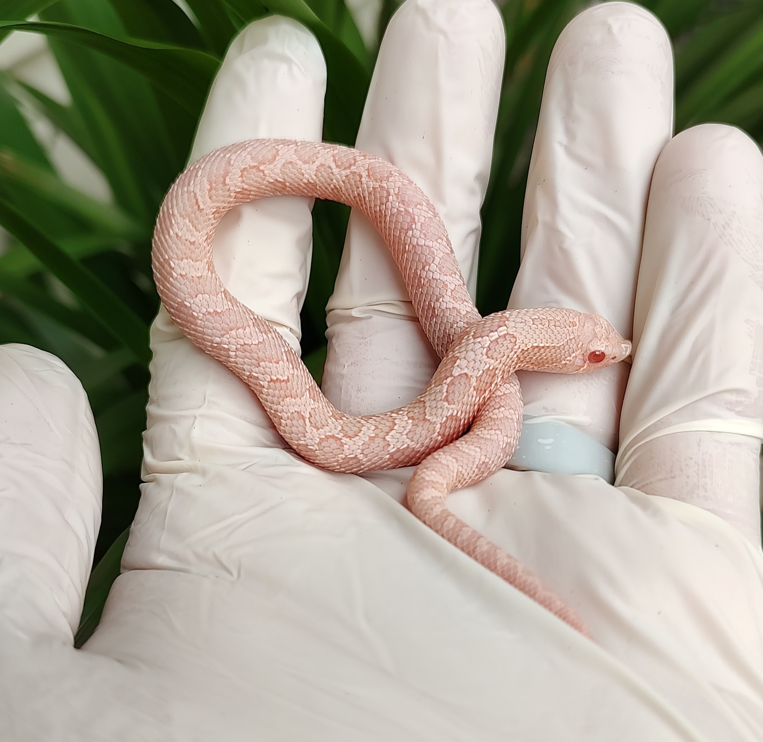 Coral Western Hognose by ROC Reptiles MorphMarket