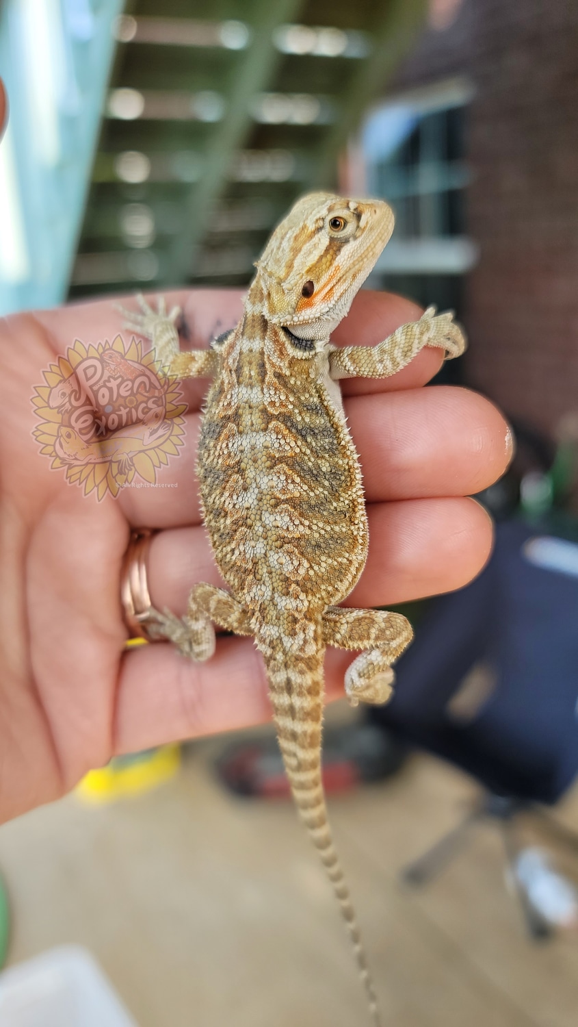 (Shipping Included) Citrus Tiger Hypo 50 Het Wit/trans Pos Het Zero