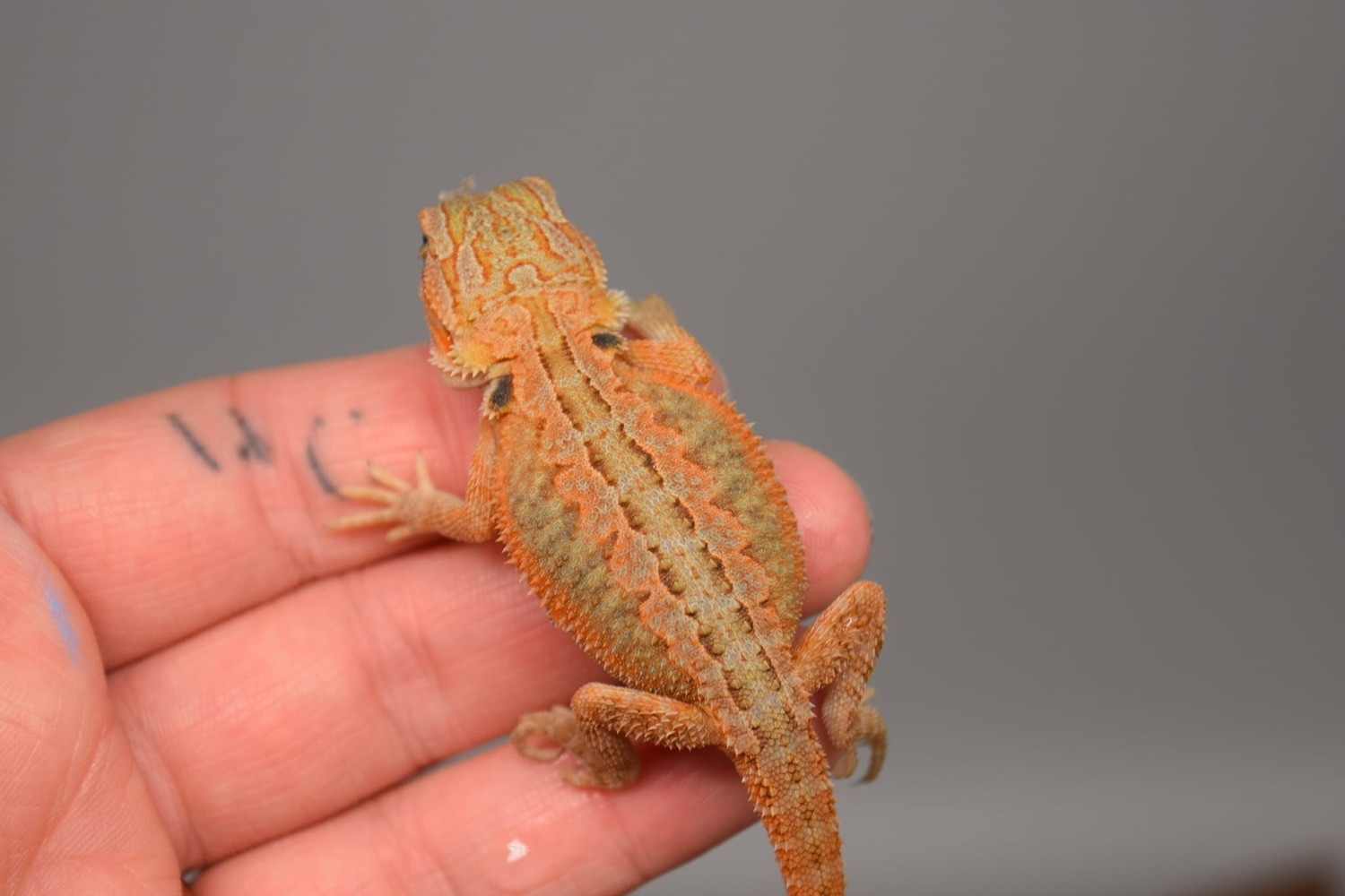 Red Citrus Translucent 100 Het Hypo MALE 50 Het Wero Central Bearded Dragon by Bourbon City