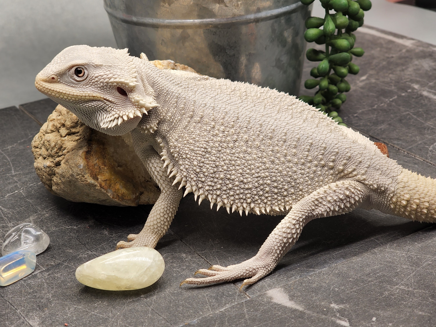 Hypo WERO (Witblits/Zero) Het Translucent Central Bearded Dragon by Bourbon City Exotics