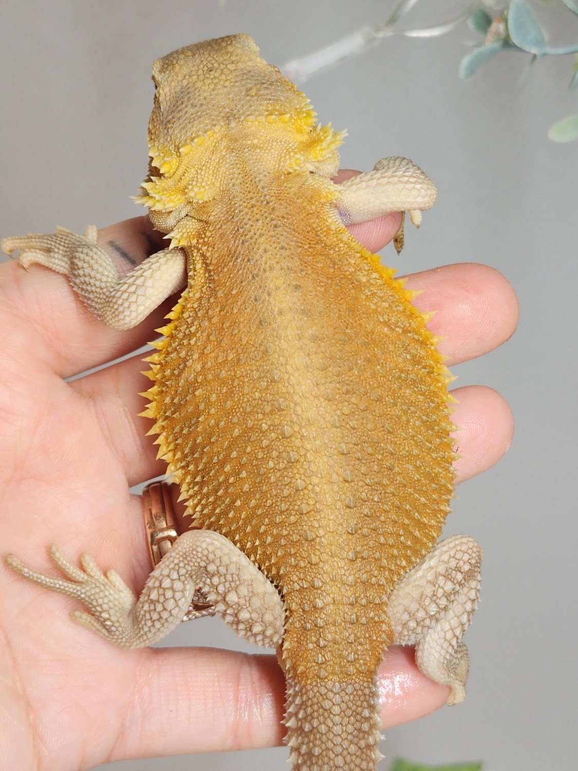 Translucent High Color Witblits 66 Het Hypo Central Bearded Dragon by Bourbon City Exotics