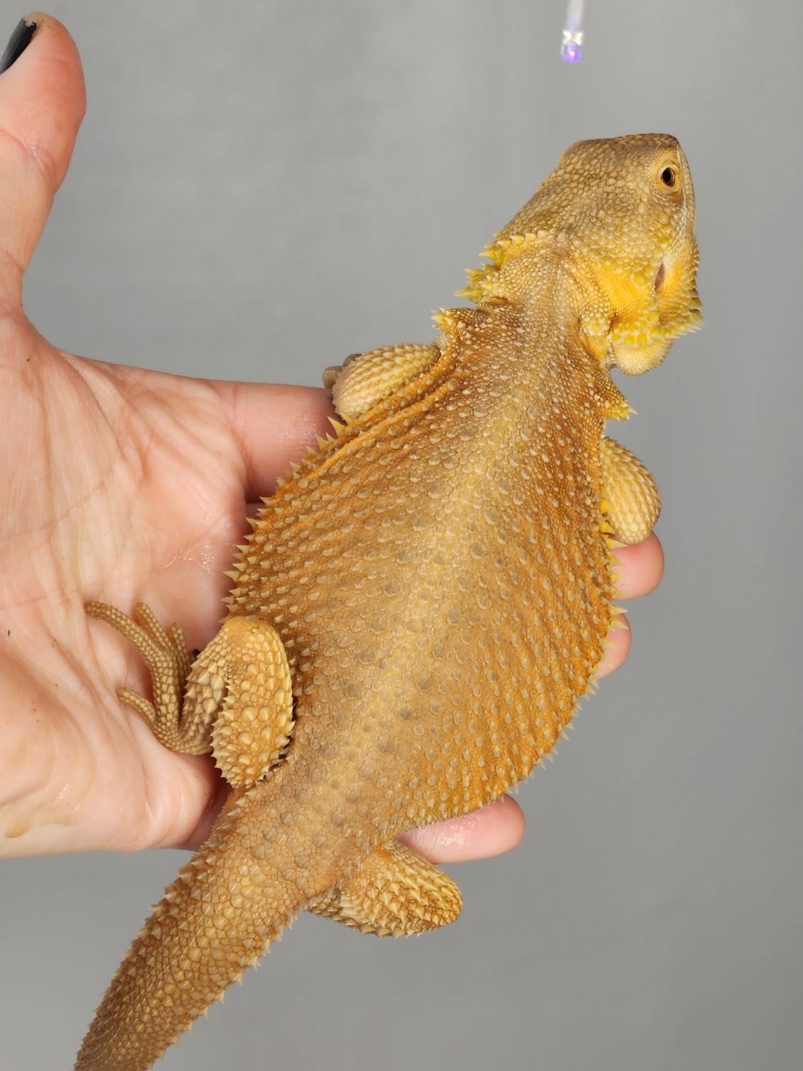 High Color Witblits Translucent Het Hypo Central Bearded Dragon by ...