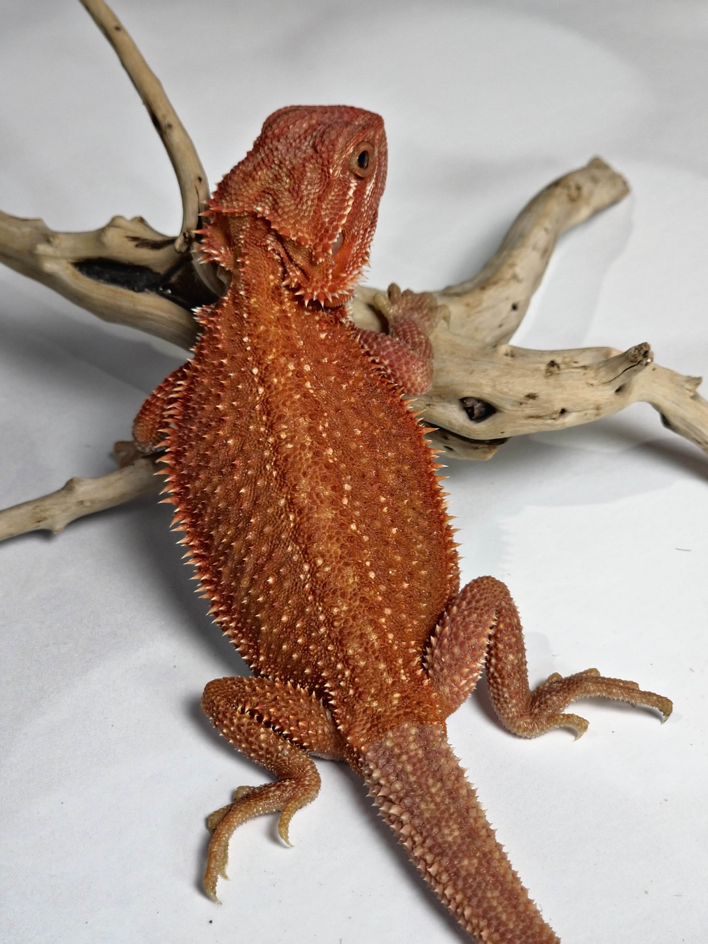 Hypo Translucent Genetic Tripe Dunner Red Monster Outcross
