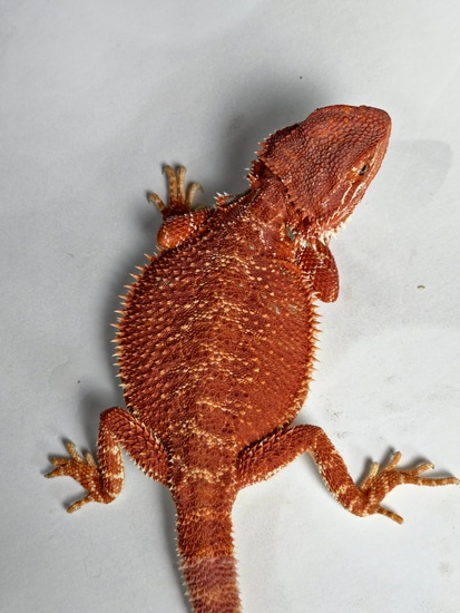 Red Monster Outcross Hypo 66% Het Translucent 50% Het