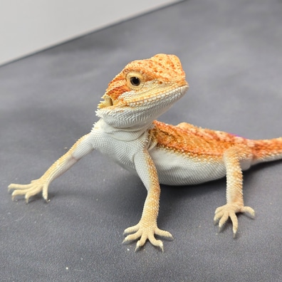 Hypo Tangerine Red 66% Het Translucent 66% Het Zero 50% Het