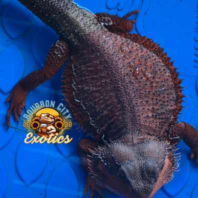 【dragonbread】 Red Monster Outcross Hypo 66% Het Translucent 50% Het