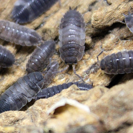 Porcellio Scaber “Piebald” 10ct. Isopod by Leg & Leaf