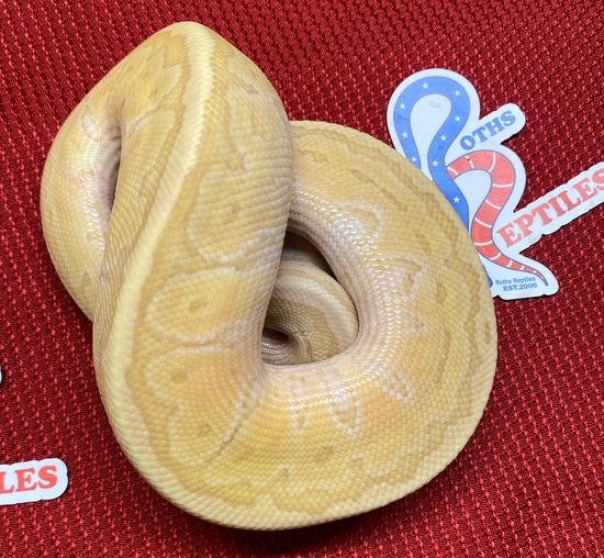 Banana King Pin Ball Python by RothsReptiles