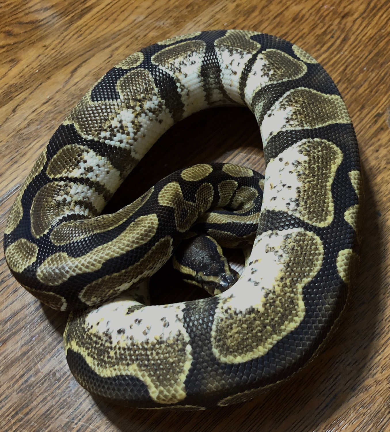 Calico Enchi Yellowbelly Ball Python by Tracy and Jill Judd - MorphMarket