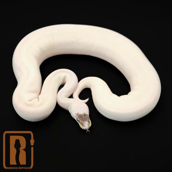 BEL Paradox Ball Python by Roussis Reptiles