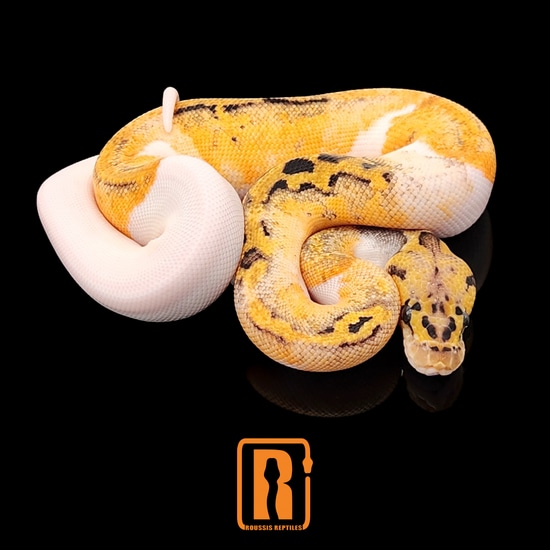 Clown Pied Pastel Ball Python by Roussis Reptiles