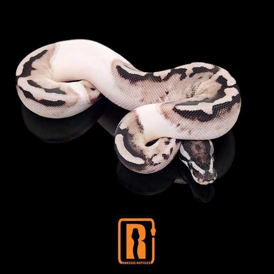 Axanthic Pied Ball Python by Roussis Reptiles
