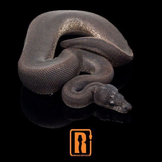 Suma Het Pied Ball Python by Roussis Reptiles