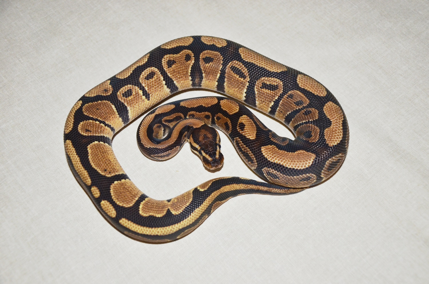 Specter Het Sunset Ball Python by Royalsnakes - MorphMarket