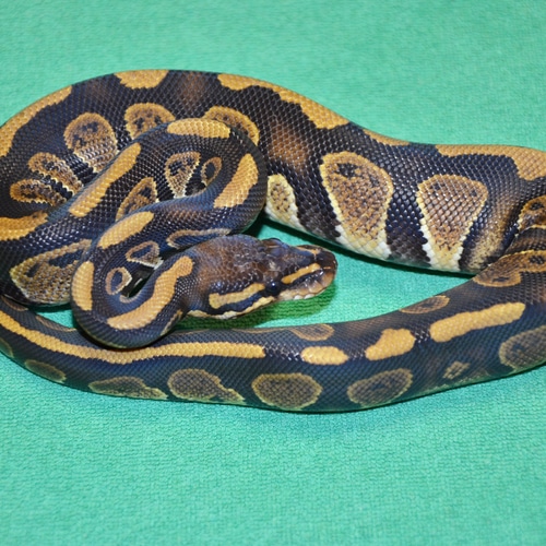 Royalsnakes - MorphMarket