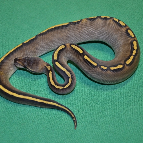 Royalsnakes - MorphMarket