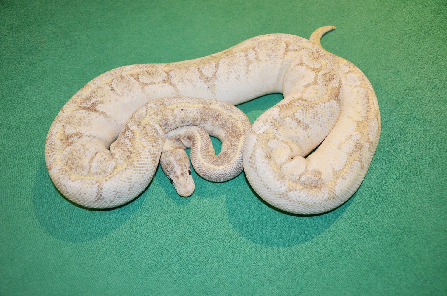 RTB Pastel Enchi Woma Highway Ball Python by Royalsnakes MorphMarket